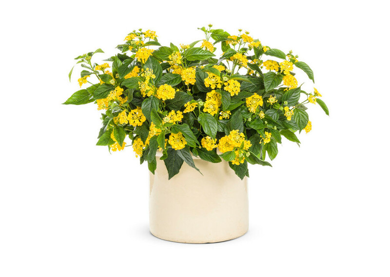 Lantana (لانٹانا)