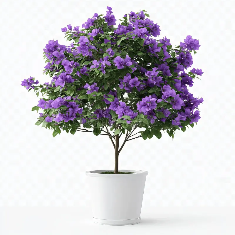 Lilac Purple Bougainvillea (لائلیک پرپل بوگن ویلا)
