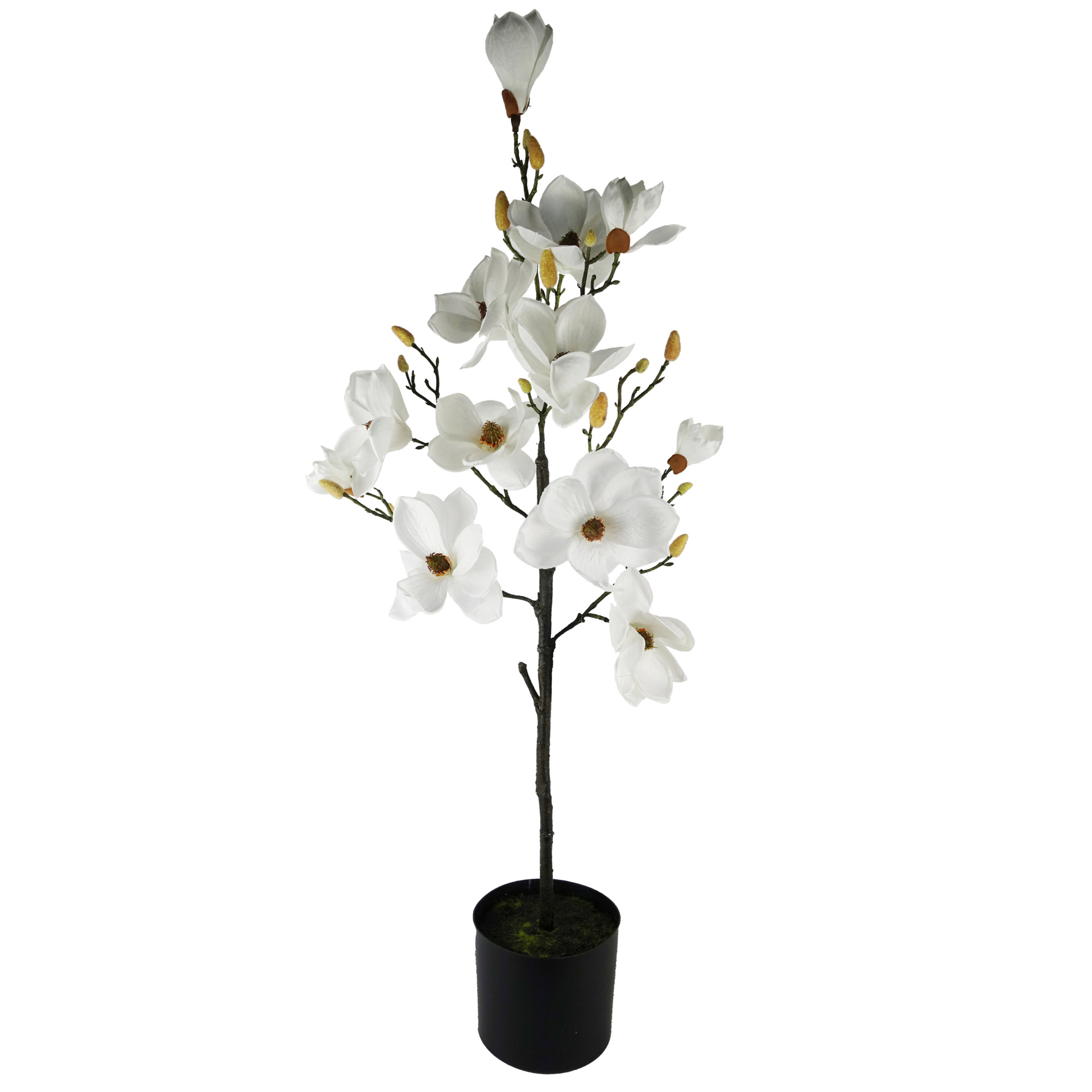 Magnolia (کمل نما پھول)