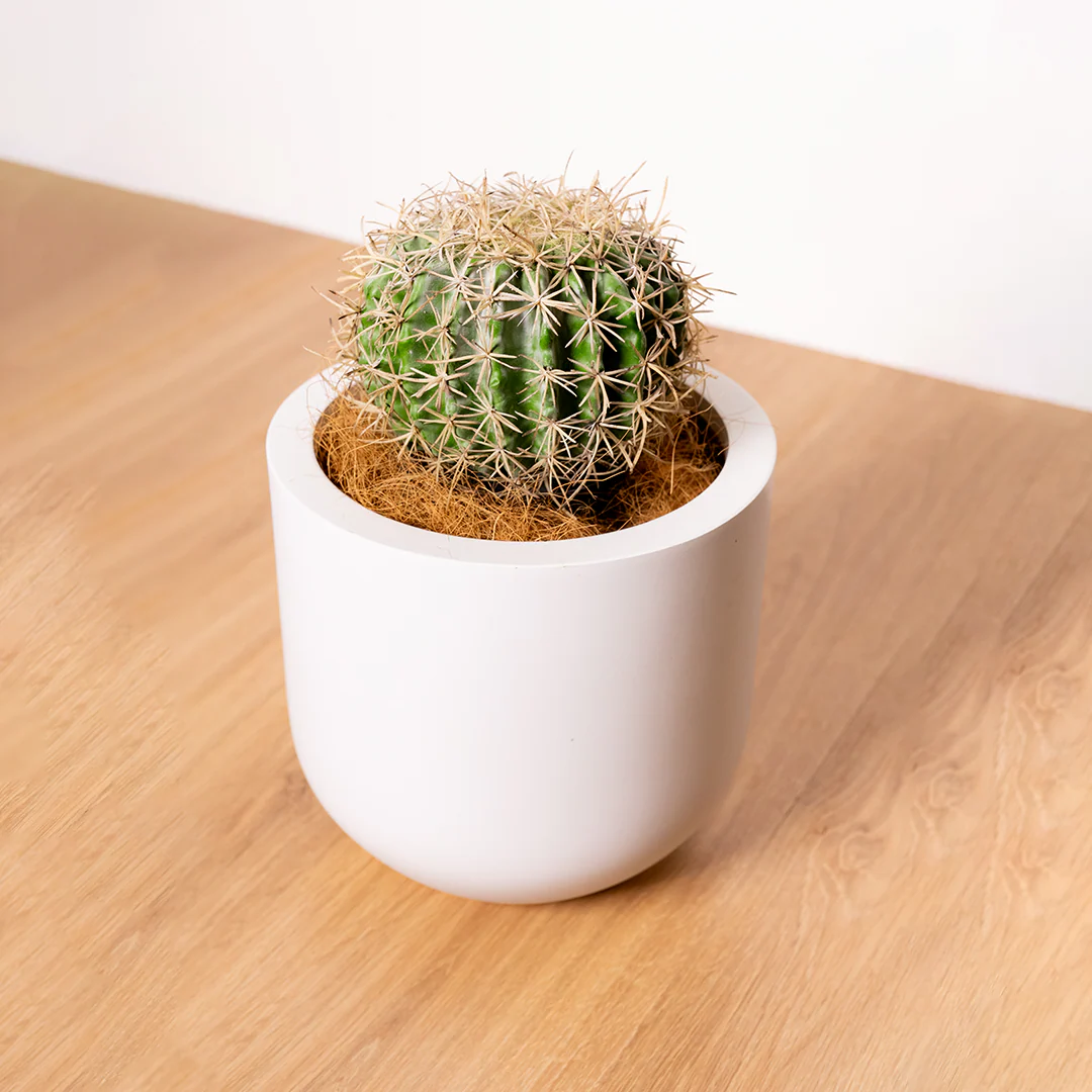 Mini Cactus (چھوٹا کیکٹس)