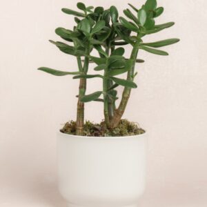 Mini Jade Plant (چھوٹا جیڈ پلانٹ)