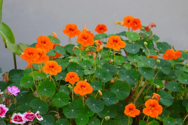 Nasturtium (ناسٹورٹیم) - Image 2