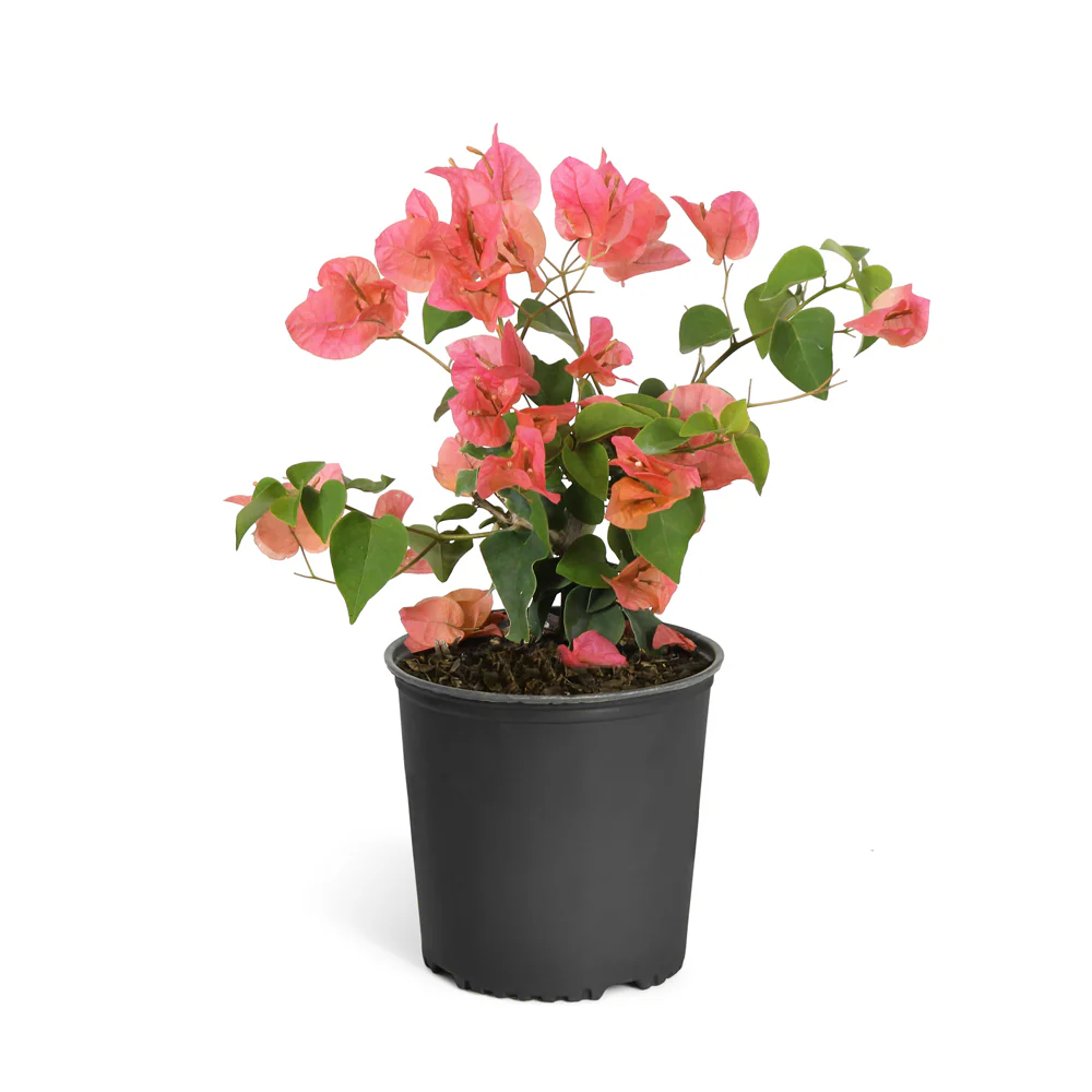 Orange Bougainvillea Plant (اورنج بوگن ویلا پودا)