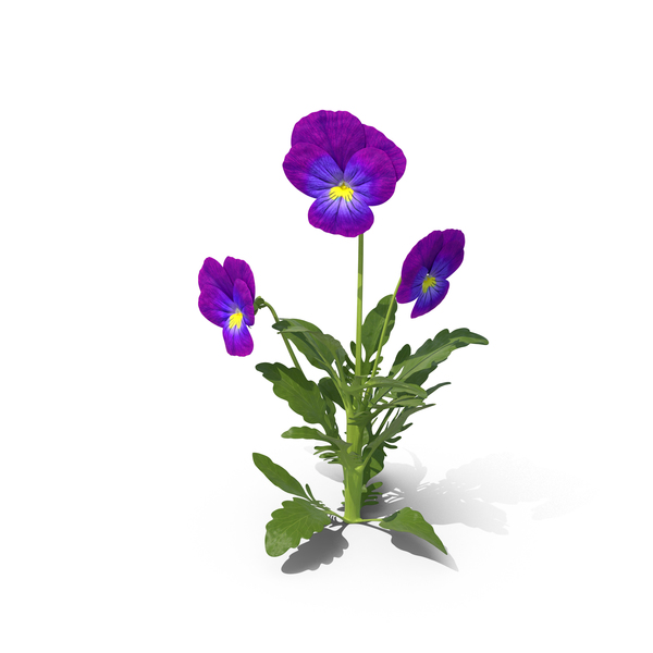 Pansy Seeds (پینسی)