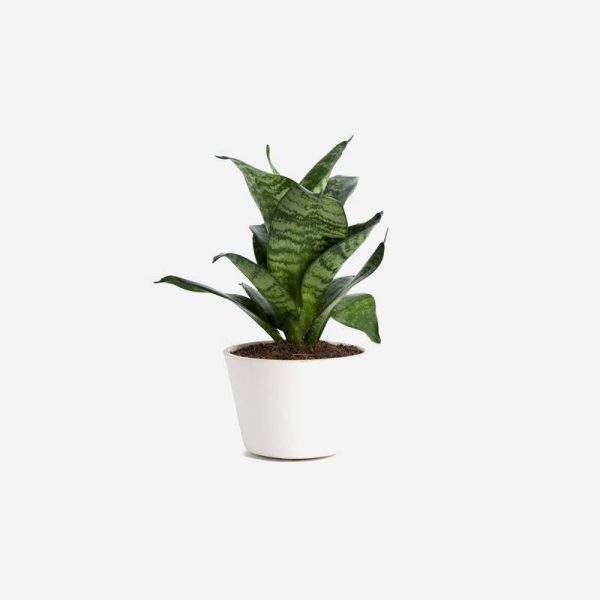 Peace Lily (امن کا پھول)