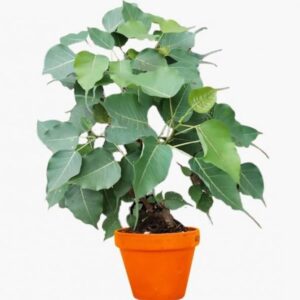 Peepal Tree