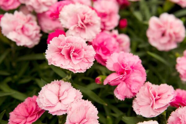 Pinks Dianthus (گل میخک) - Image 3