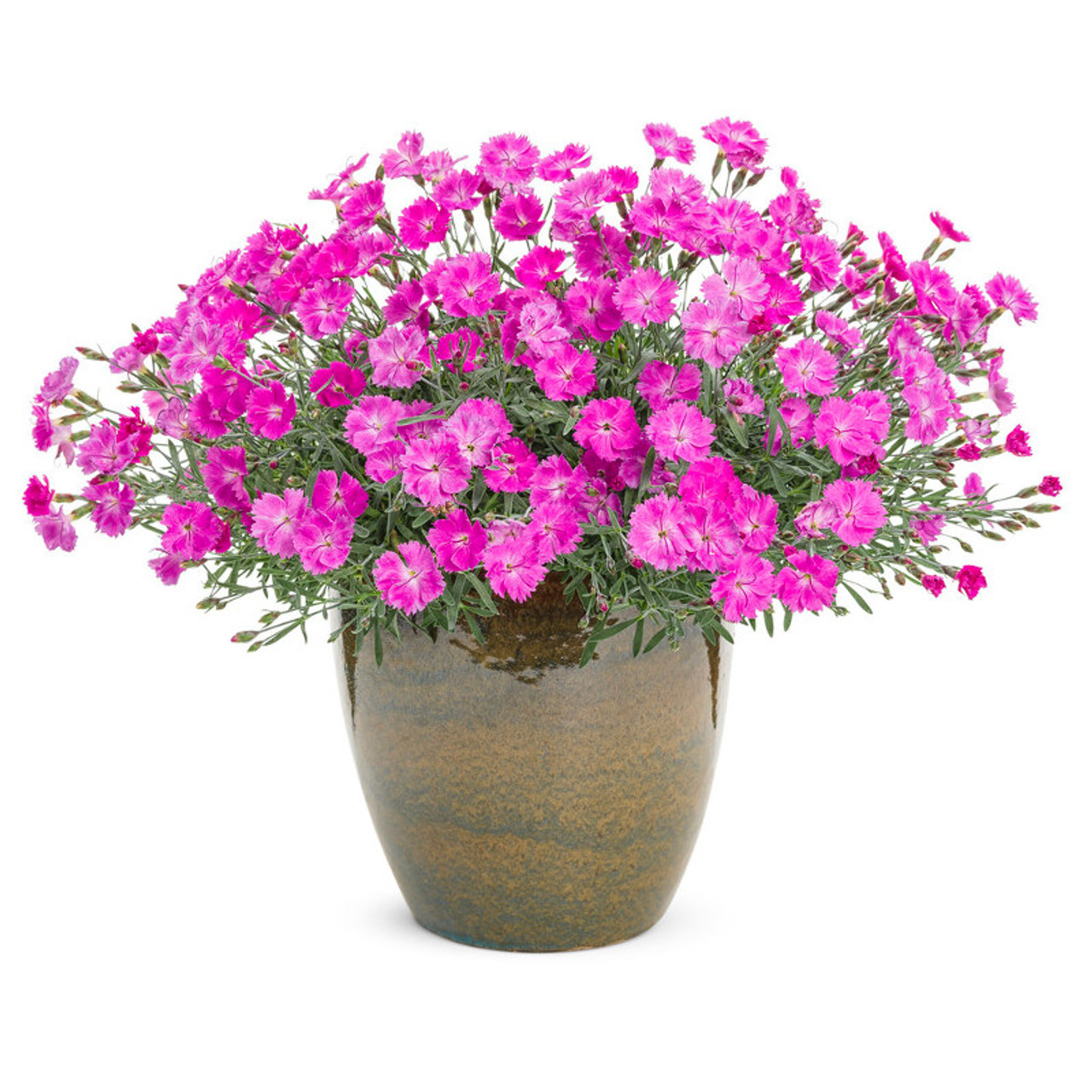 Pinks Dianthus (گل میخک)