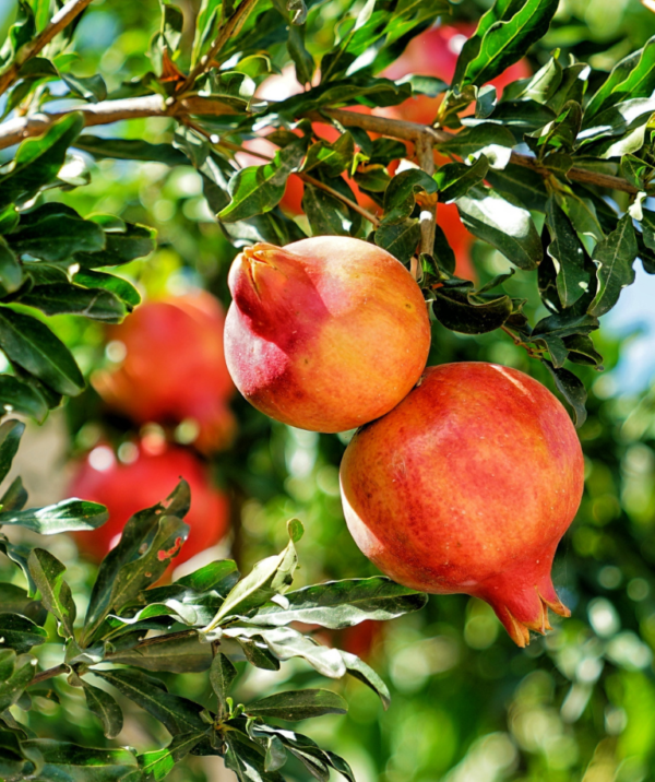 Pomegranate Tree (انار کا درخت) - Image 3