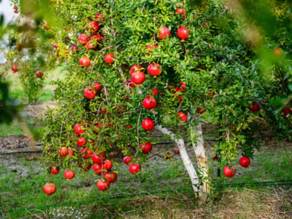 Pomegranate Tree (انار کا درخت)