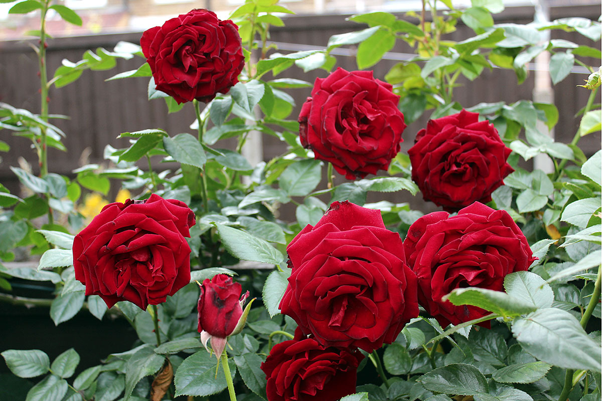 Red Rose (سرخ گلاب)