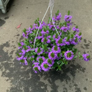 Scaevola (اسکیوولا)