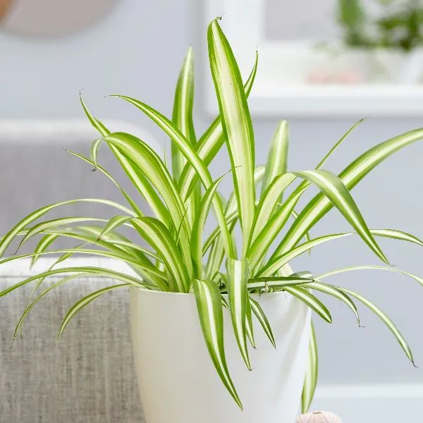 Spider Plant (مکڑی پودا)