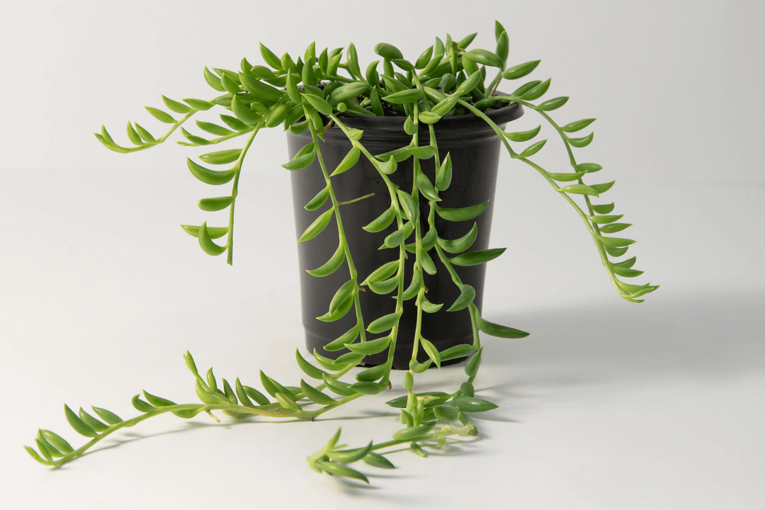 String of Bananas (اسٹرنگ آف بناناز)