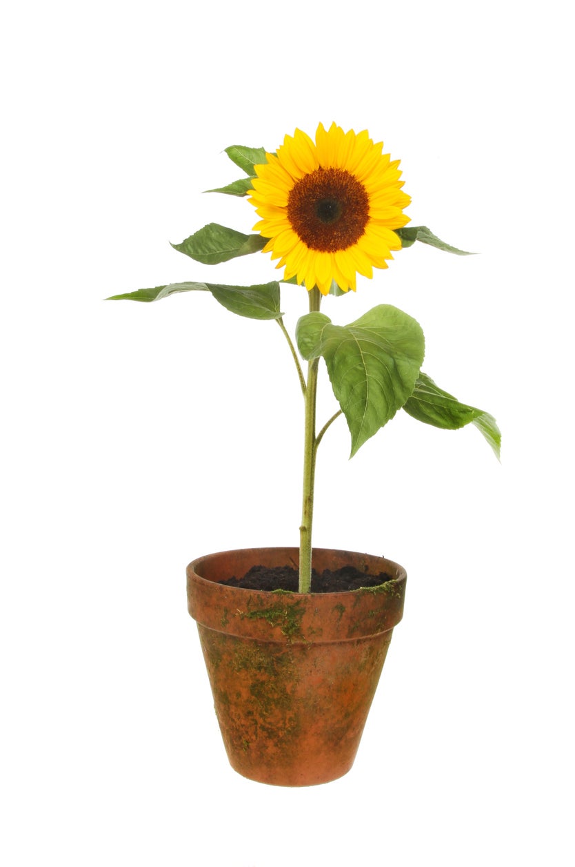 Sunflower (سورج مُکھی)
