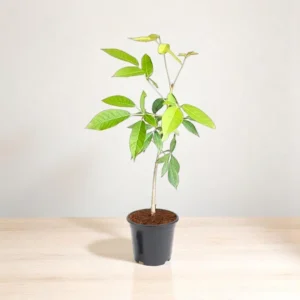 Tabebuia (ٹیبیبوئیا)