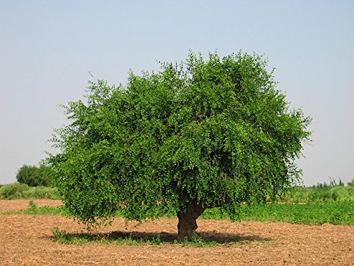 Tooth Brush Tree (مسواک کا درخت)
