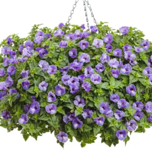 Torenia trailing (ٹورینیا ٹریلنگ)