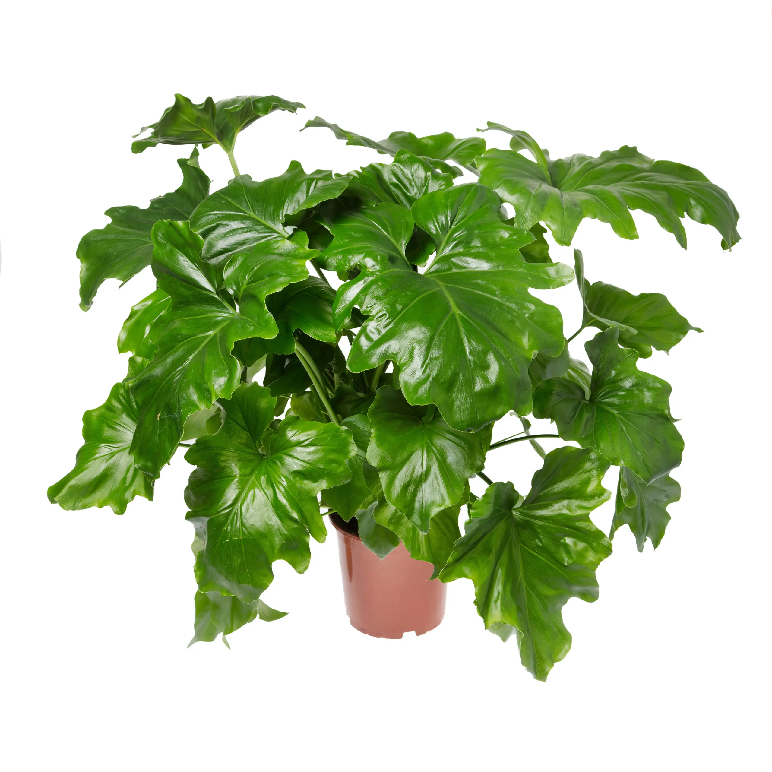 Tree Philodendron (ٹری فیلوڈینڈرون)