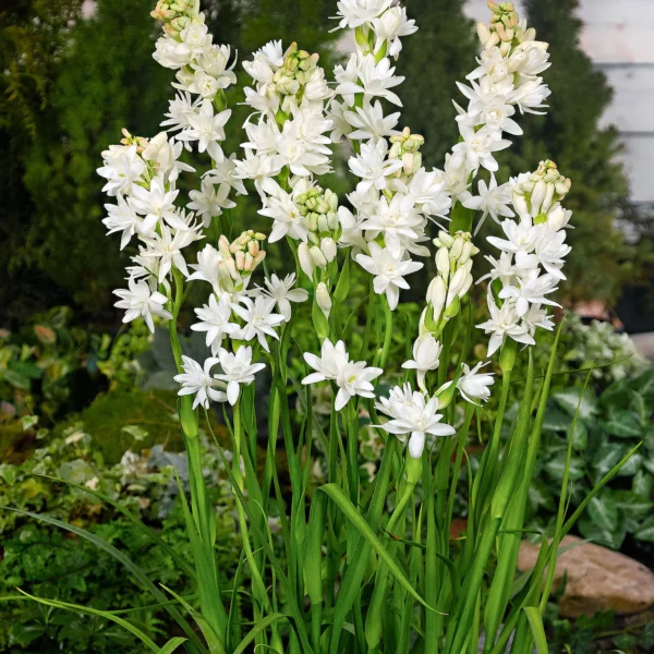 Tuberose (راجنِگندھا) - Image 3