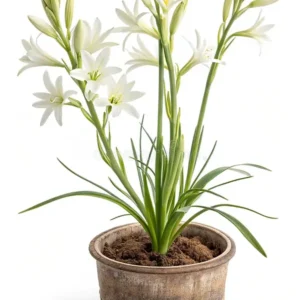 Tuberose (راجنِگندھا)