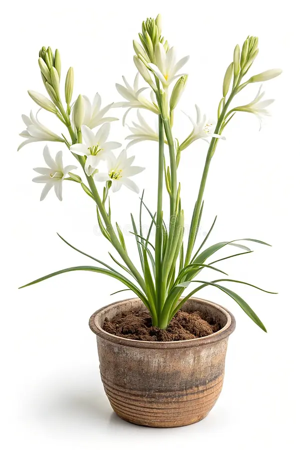 Tuberose (راجنِگندھا)