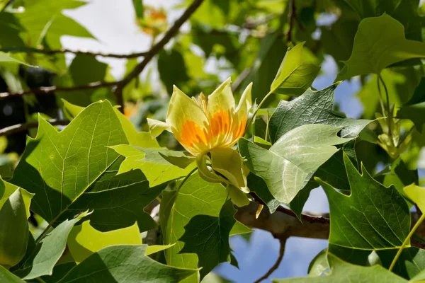Tulip Tree (ٹیولپ ٹری) - Image 2