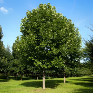 Tulip Tree (ٹیولپ ٹری)