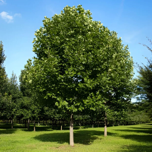 Tulip Tree (ٹیولپ ٹری)