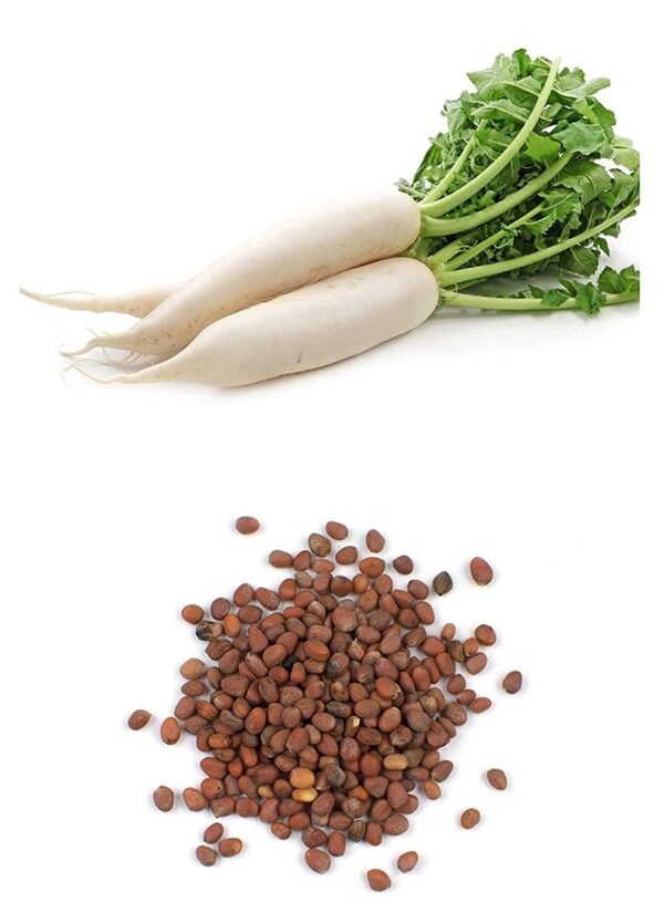 Radish Seeds (مولی)