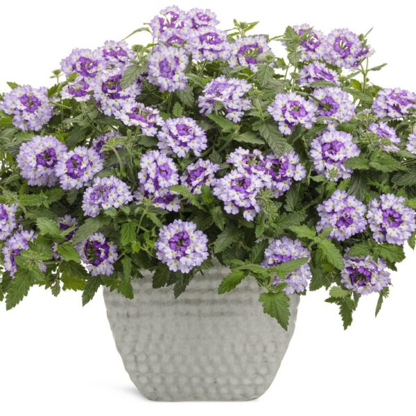 Verbena (وربینا) - Image 2