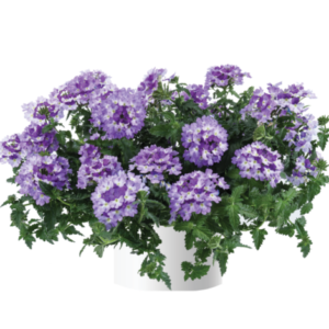 Verbena (وربینا)