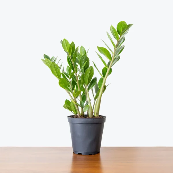 ZZ Plant (زی زی پودا) - Image 3