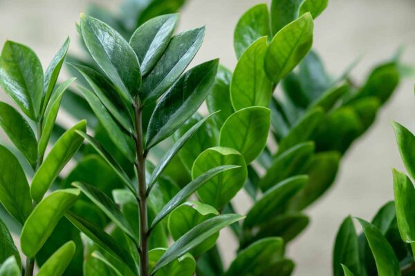 ZZ Plant (زی زی پودا) - Image 2