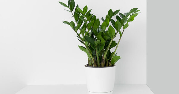 ZZ Plant (زی زی پودا)
