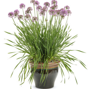 Alliums (آلئیمز)
