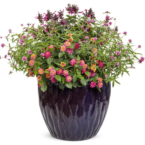 Globe Amaranth (گلوب امرانتھ)