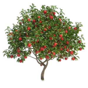 Apple Tree (سیب کا درخت))