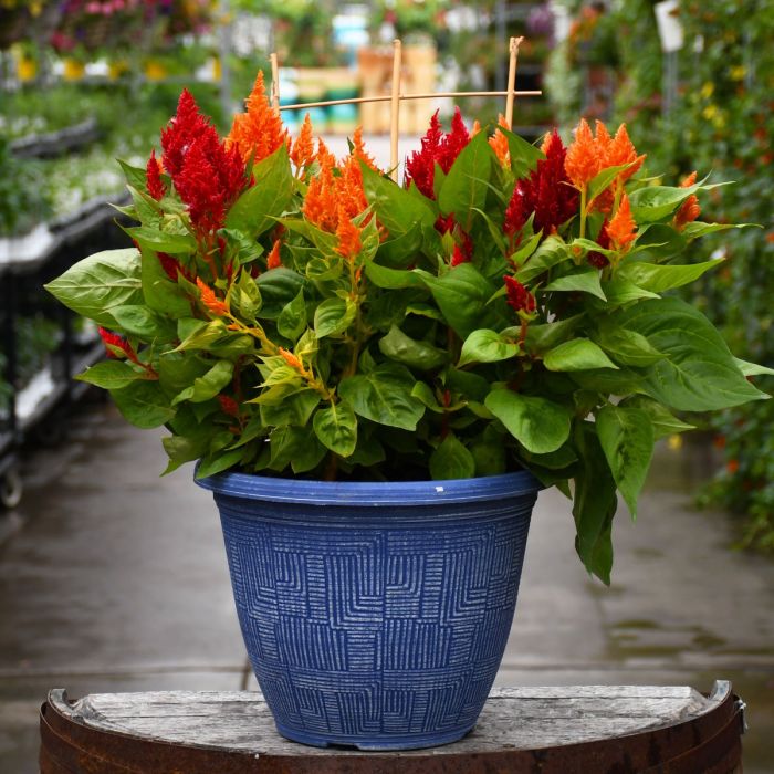 Celosia (سیلوسیا)
