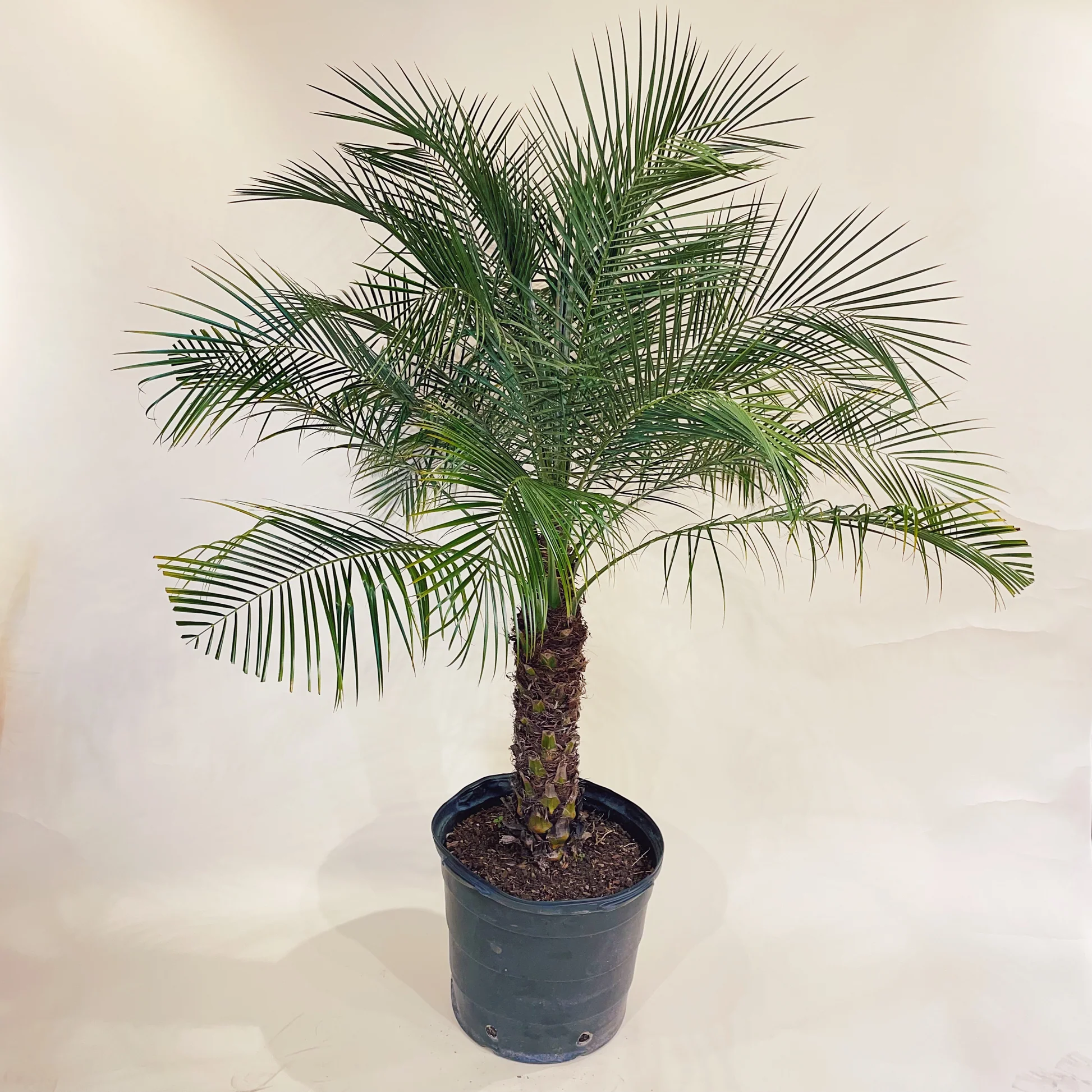 Date Palm (کھجور کا درخت)