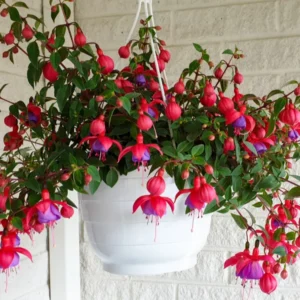 Fuchsia (رنگین پودا)