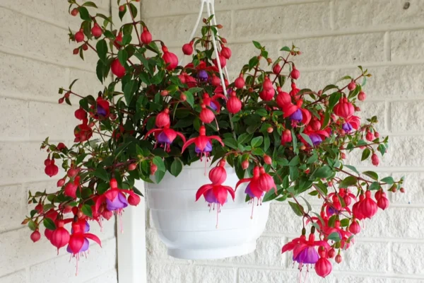 Fuchsia (رنگین پودا)