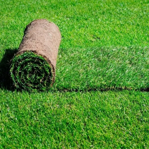 Fine Grass per-sqft