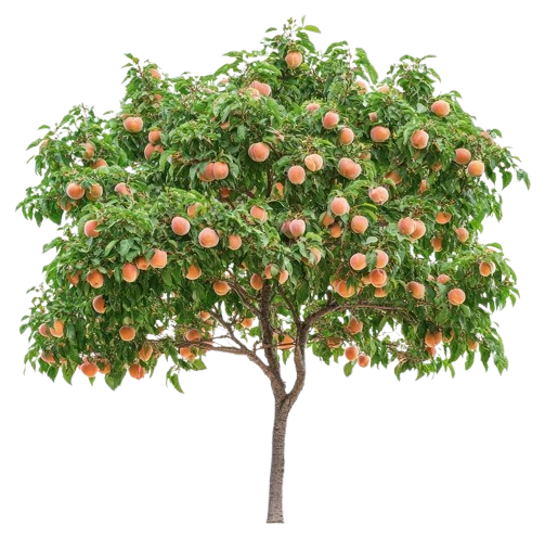 Peach Tree (آڑو کا درخت)