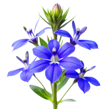 Lobelia Seeds (لوبیلیا)