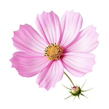 Cosmos Seeds (کاسمس)