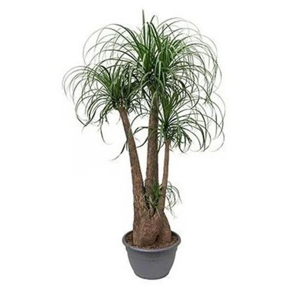 Ponytail Palm (پونی ٹیل پام)