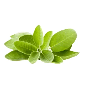 Sage Seeds ( سیج)