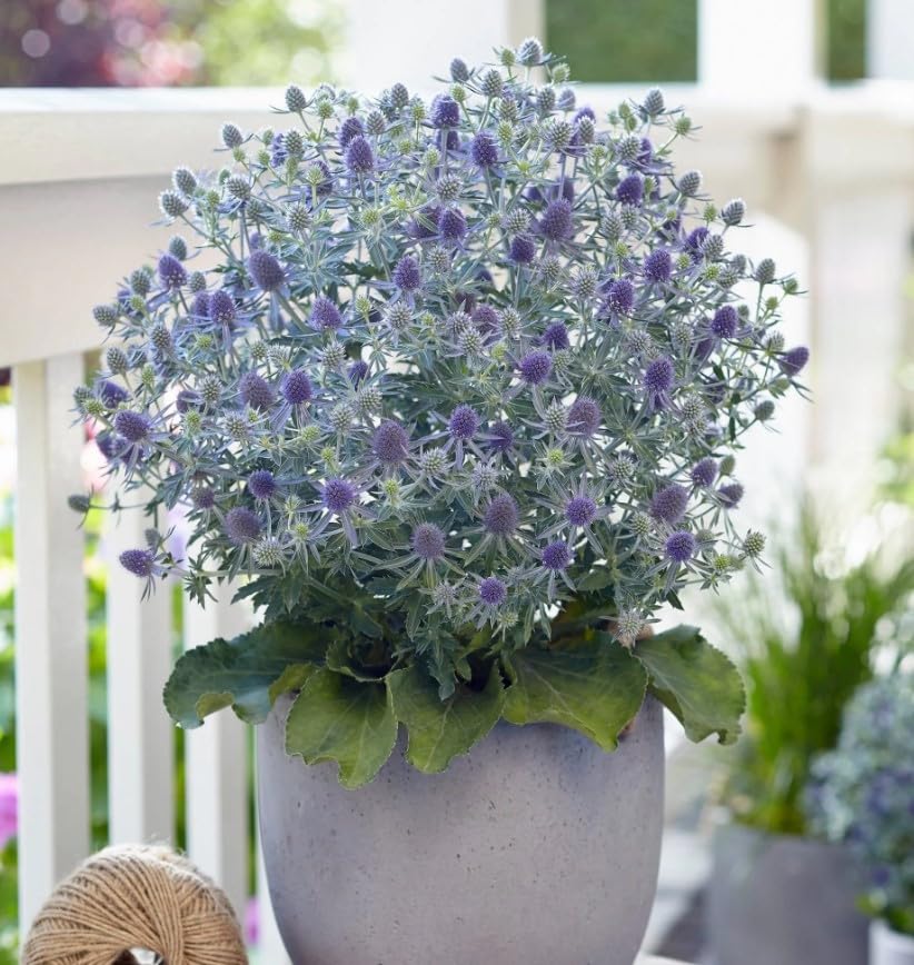 Sea Holly (سی ہالی)