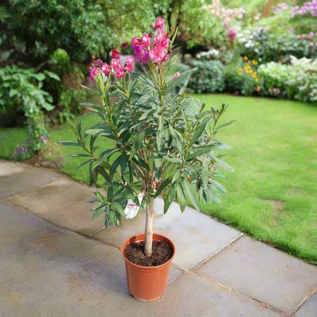Oleander Tree (اولیئنڈر)